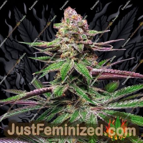 Optimus Prime by Purple Caper Cannabis Seeds For Sale at Just Feminized