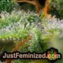 Ayahuasca Purple by Barneys Farm THC CBD Close Up Trichomes Potency Yield Indica Sativa Strain Pic Images