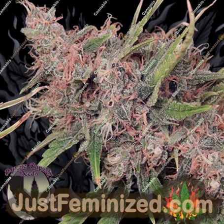 Purple Caper by Purple Caper Cannabis Seeds For Sale at Just Feminized