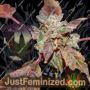 Strawberry Banana Shortcake by Purple Caper Cannabis Seeds For Sale at Just Feminized