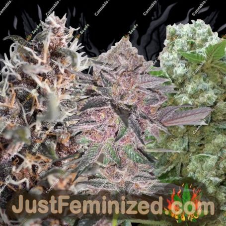 Mix Pack by Purple Caper Cannabis Seeds For Sale at Just Feminized