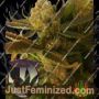 Chocolate Chip Cookie by Purple Caper Cannabis Seeds For Sale at Just Feminized