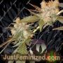 Chocolate OG by Purple Caper Cannabis Seeds For Sale at Just Feminized