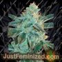 Fire OG by Purple Caper Cannabis Seeds For Sale at Just Feminized