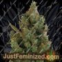 Blueberry Cheese by Barneys Farm Cannabis Seeds For Sale at Just Feminized