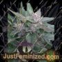Grandaddy OG by Purple Caper Cannabis Seeds For Sale at Just Feminized