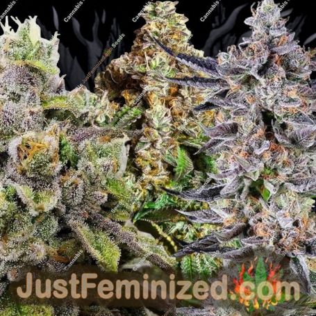 Indoor Mix Pack by Purple Caper Cannabis Seeds For Sale at Just Feminized