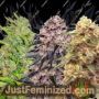 Outdoor Mix Pack by Purple Caper Cannabis Seeds For Sale at Just Feminized