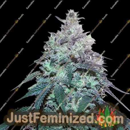 Blue Gelato 41 by Barneys Farm Cannabis Seeds For Sale at Just Feminized