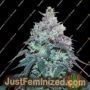 Blue Gelato 41 by Barneys Farm Cannabis Seeds For Sale at Just Feminized