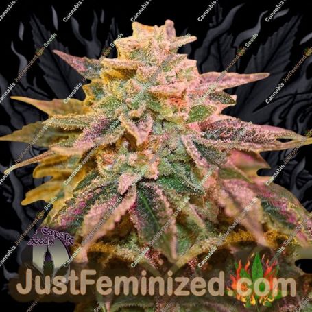 Strawberry Banana Zkittlez by Purple Caper Cannabis Seeds For Sale at Just Feminized