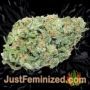 Blue Gelato 41 by Barneys Farm Buds Weed Ganja Skunk Pot Reefer Dope Herb Pics Images
