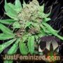 White Grapes by Purple Caper Cannabis Seeds For Sale at Just Feminized