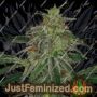 Blue Mammoth Auto by Barneys Farm Cannabis Seeds For Sale at Just Feminized