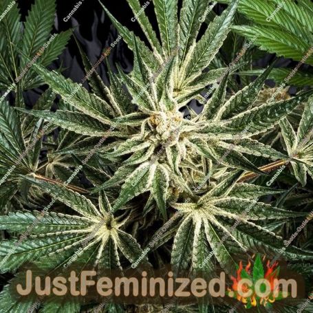 Blue Dream x Key Lime Pie by Purple City Genetics Cannabis Seeds For Sale at Just Feminized