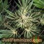Blue Dream x Key Lime Pie by Purple City Genetics Cannabis Seeds For Sale at Just Feminized