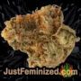 Blue Dream x Key Lime Pie by Purple City Genetics Buds Weed Ganja Skunk Pot Reefer Dope Herb Pics Images
