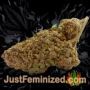 Blue Dream x Key Lime Pie by Purple City Genetics Buds Weed Ganja Skunk Pot Reefer Dope Herb Pics Images