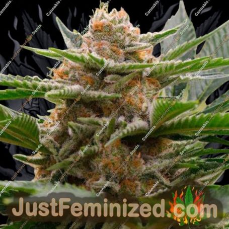 Strawberry Cough x Key Lime Pie by Purple City Cannabis Seeds For Sale at Just Feminized