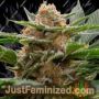 Strawberry Cough x Key Lime Pie by Purple City Cannabis Seeds For Sale at Just Feminized