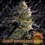 Blueberry OG by Barneys Farm Cannabis Seeds For Sale at Just Feminized