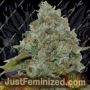 Wedding Cake x Melon Zkittlez by Purple City Cannabis Seeds For Sale at Just Feminized