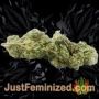 Wedding Cake x Melon Zkittlez by Purple City Buds Weed Ganja Skunk Pot Reefer Dope Herb Pics Images