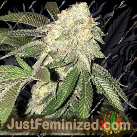 Z3 x Watermelon Zkittlez by Purple City Genetics Cannabis Seeds For Sale at Just Feminized