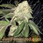 Z3 x Watermelon Zkittlez by Purple City Genetics Cannabis Seeds For Sale at Just Feminized