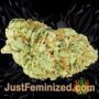 Blueberry OG by Barneys Farm Buds Weed Ganja Skunk Pot Reefer Dope Herb Pics Images