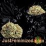 American Pie by Pyramid Seeds Buds Weed Ganja Skunk Pot Reefer Dope Herb Pics Images