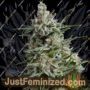 Anesthesia by Pyramid Seeds Cannabis Seeds For Sale at Just Feminized