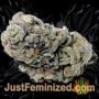 Anesthesia by Pyramid Seeds Buds Weed Ganja Skunk Pot Reefer Dope Herb Pics Images