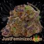 Anesthesia by Pyramid Seeds Buds Weed Ganja Skunk Pot Reefer Dope Herb Pics Images