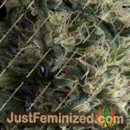 Galaxy Auto by Pyramid Seeds Cannabis Seeds For Sale at Just Feminized