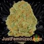 Kryptonite Auto by Pyramid Seeds Buds Weed Ganja Skunk Pot Reefer Dope Herb Pics Images