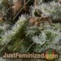 Lennon Auto by Pyramid Seeds Cannabis Seeds For Sale at Just Feminized
