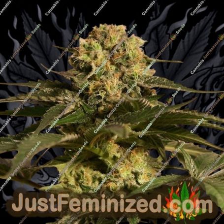 Critical Cure by Barneys Farm Cannabis Seeds For Sale at Just Feminized