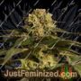 Critical Cure by Barneys Farm Cannabis Seeds For Sale at Just Feminized