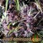 Purple Auto by Pyramid Seeds Cannabis Seeds For Sale at Just Feminized
