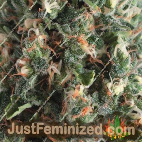 Super OG Kush Auto by Pyramid Seeds Cannabis Seeds For Sale at Just Feminized