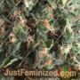 Super OG Kush Auto by Pyramid Seeds Cannabis Seeds For Sale at Just Feminized