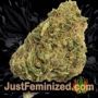 Super OG Kush Auto by Pyramid Seeds Buds Weed Ganja Skunk Pot Reefer Dope Herb Pics Images