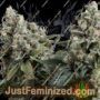 Tutankhamon Auto by Pyramid Seeds Cannabis Seeds For Sale at Just Feminized