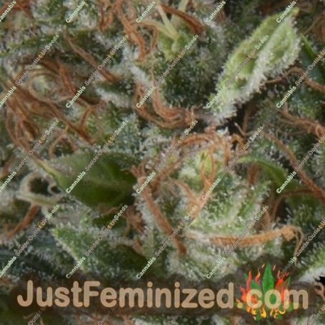 Wembley Auto by Pyramid Seeds Cannabis Seeds For Sale at Just Feminized