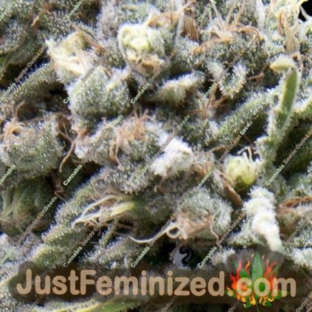 White Widow Auto by Pyramid Seeds Cannabis Seeds For Sale at Just Feminized