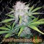 Lemon Potion Auto by Barneys Farm Cannabis Seeds For Sale at Just Feminized