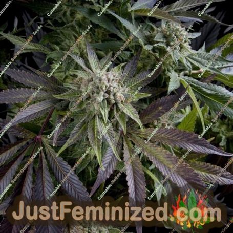 Blue by Pyramid Seeds Cannabis Seeds For Sale at Just Feminized