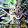 Do Si Dos by Pyramid Seeds Cannabis Seeds For Sale at Just Feminized