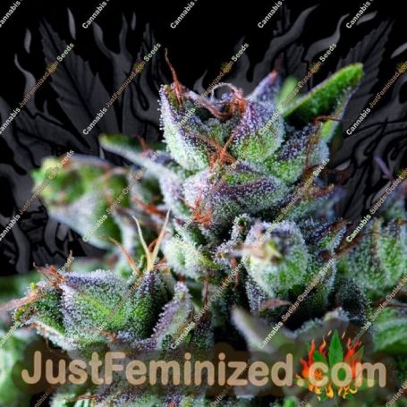Gorila by Pyramid Seeds Cannabis Seeds For Sale at Just Feminized